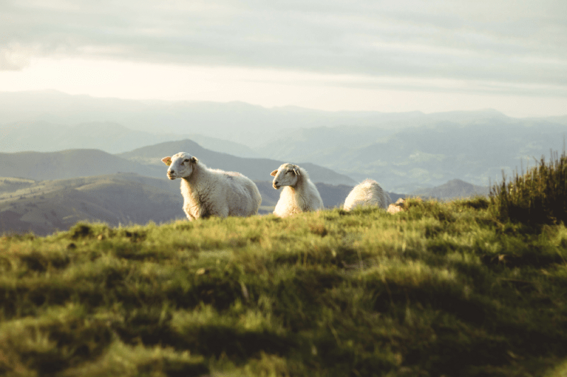 Brebis dans les montagnes du Pays Basque